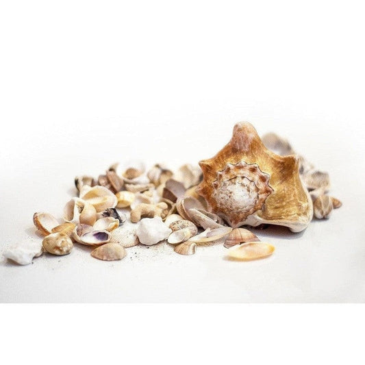 Les pierres précieuses organiques en 2024-9avril